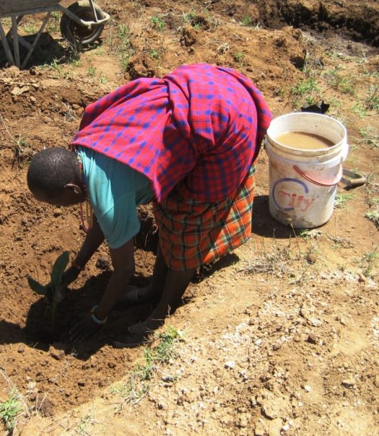 Tree planting